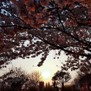 国产精品片在线观看无码
